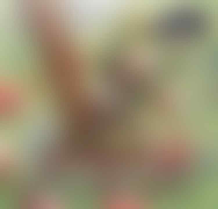 Lokapala ingame event "Meraih Puncak Kemerdekaan" dan Promo GrabxLokapala