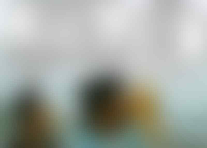 Sering Dianggap Berhantu? Ini Alasan Logis Rumpun Bambu Terlihat Angker dan Seram