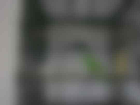 burung c.ijo