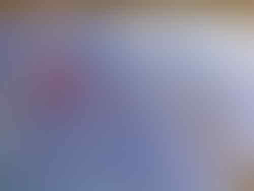 Terjual Jual Obral Burung Parkit Murah Kaskus