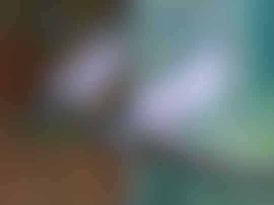 Terjual Jual Burung Jalak Bali Sertifikat Resmi Sepasang Dewasa