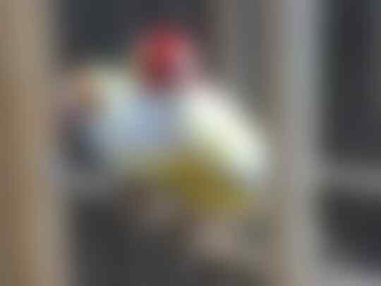Gold Amadine, Burung Finch Cantik Menggemaskan...