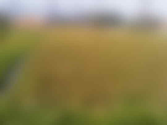 WTS Jual Tanah di daerah batujajar Bandung Barat