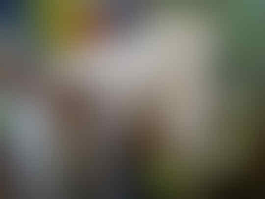 jual persia jantan 9 bulan plus kandang