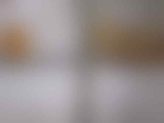 Terjual Jual Burung Kenari Betina Warna Sunkis Merah Lagi Bawa