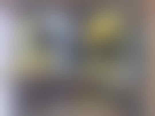 Jual Burung Parkit Murah gan