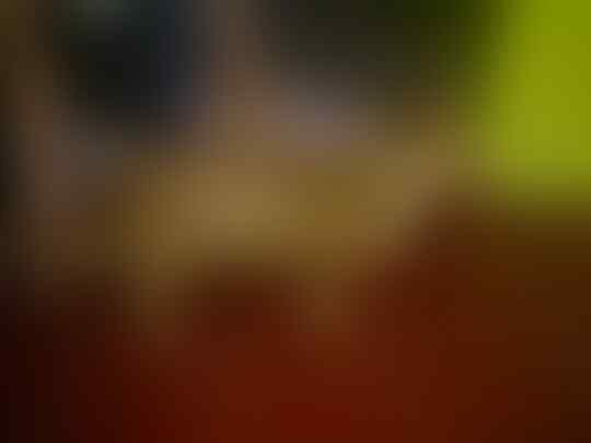 Terjual Jual Anjing Mix Chihuahua Dachshund Tekel Kaskus