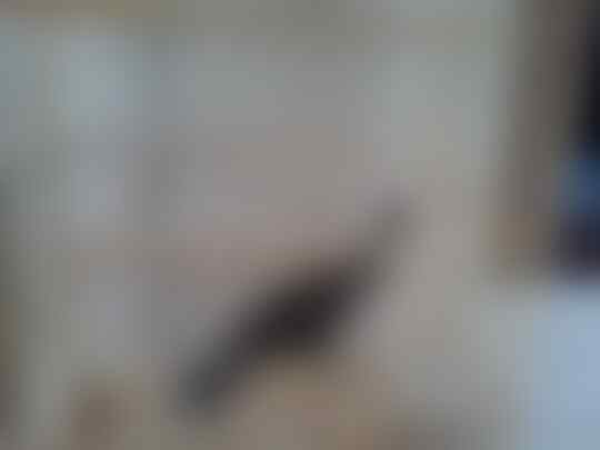 Terjual Burung Cililin Hitam Kaskus