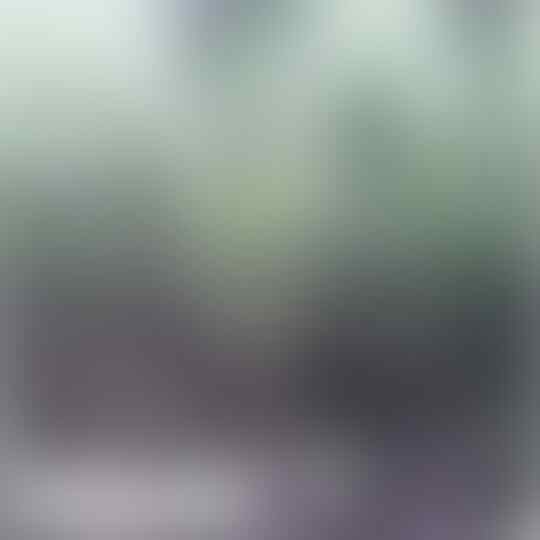 Jual Bibit Sawit Siap Tanam Jenis Tenera