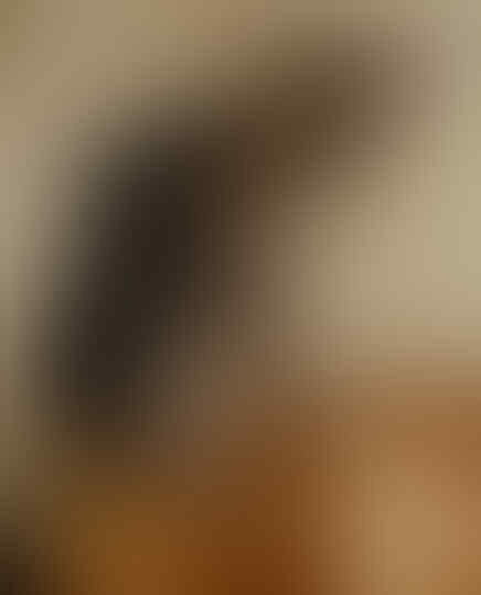 Foto Foto Kucing bagai Seorang Raja