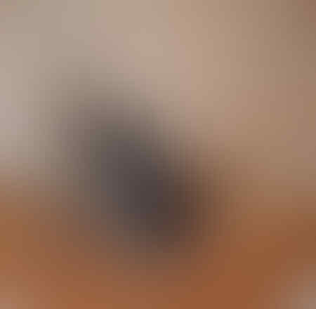 Foto Foto Kucing bagai Seorang Raja