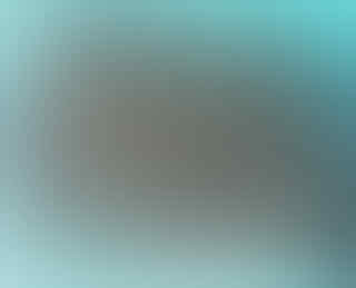 Jual Bibit Sawit