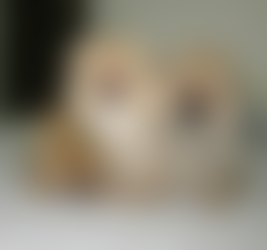 Terjual Jual 3 Ekor Anakan Anjing Supermini Pomeranian Istimewa