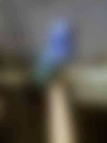 Terjual Burung Tledekan Laut Sulingan Laut Kaskus