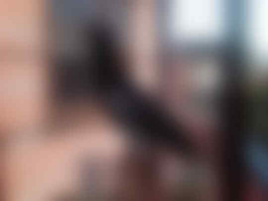 Terjual Anis Merah Am Gacor Teler Dan Anis Kembang Ak Ngeroll