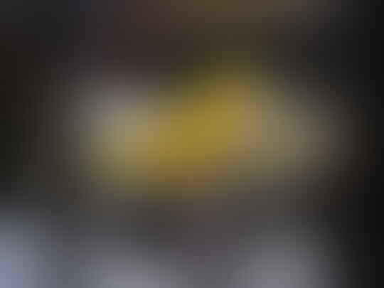 kenari jantan kuning intensif