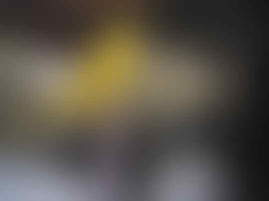 kenari jantan kuning intensif