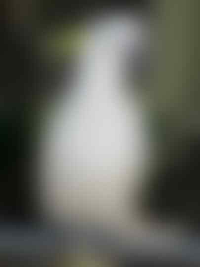 Terjual Wts Kakaktua Kakak Tua Jambul Kuning Medium Kaskus