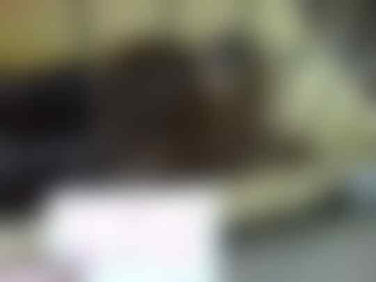 Terjual Otter Linsang Regul Wergul Sero Jumbo Ekor Putih