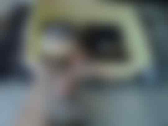 Terjual Otter Linsang Regul Wergul Sero Jumbo Ekor Putih