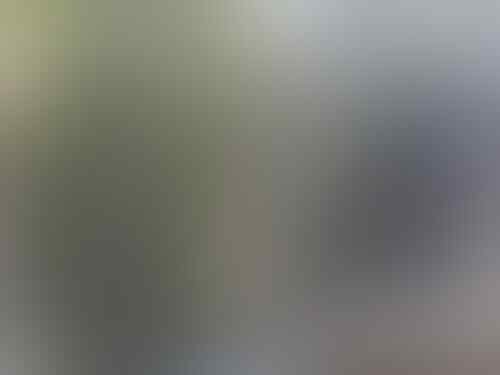 Terjual Borongan Tledekan Biru Trotol Flamboyan Gacor Kacer