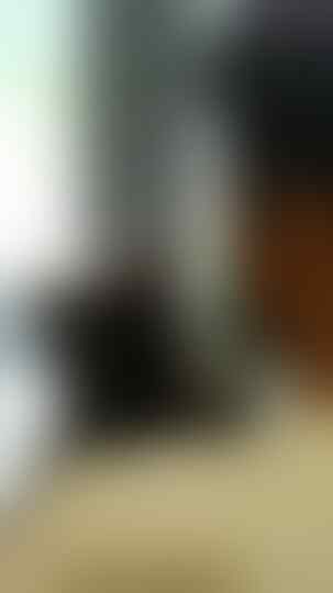 WTS Kucing Persia Peaknose + anakannya sepasang jantan betina (flatnose) BANDUNG