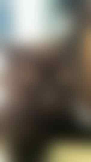 WTS Kucing Persia Peaknose + anakannya sepasang jantan betina (flatnose) BANDUNG