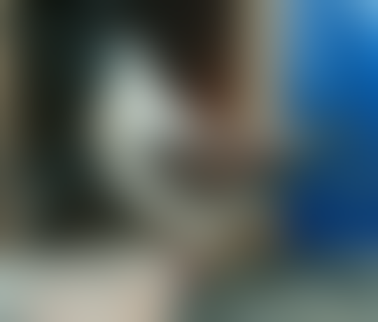 Terjual Jual Burung Dara Merpati Hias Modena Kaskus