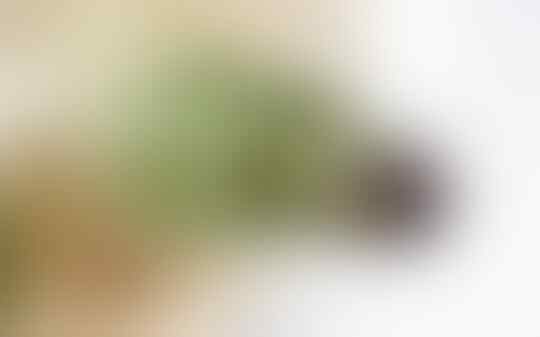 10 Parasit dengan kekuatan "mind-control"