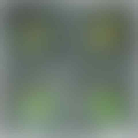 Koleksi Black Opal Grade Super &quot;International Class&quot; Low Price - Update Terus