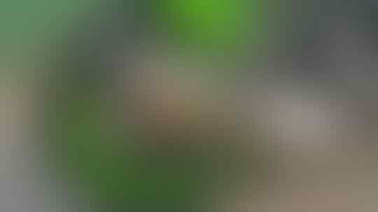 DIjual Motor KAWASAKI NINJA 250 cc fi RR MONO 2014 Hijau Jakarta MODIF