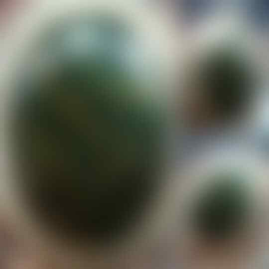 LELANG KILAT KECUBUNG INTAN, DARSON DKK sd MALAM INI pkl 22.00