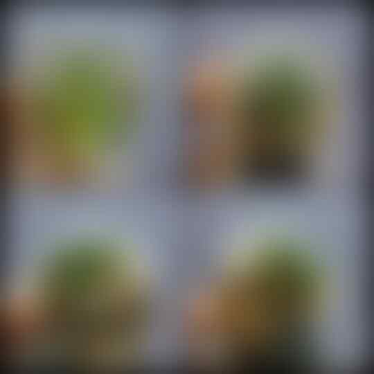 LELANG SUPER PREMIUM ITEM &gt;&gt; ALL ABOUT BATU GAMBAR DKK