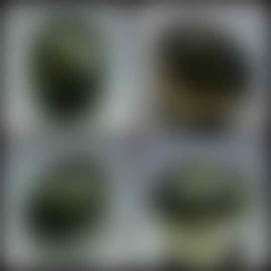 LELANG SUPER PREMIUM ITEM &gt;&gt; ALL ABOUT BATU GAMBAR DKK