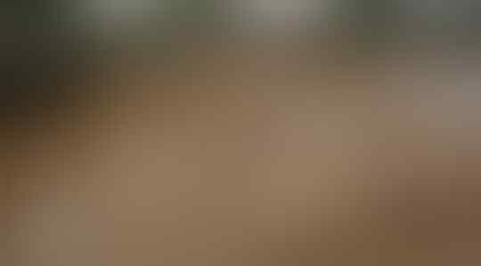 Pelaku Pengeroyokan Polisi Itu Ditembak Mati