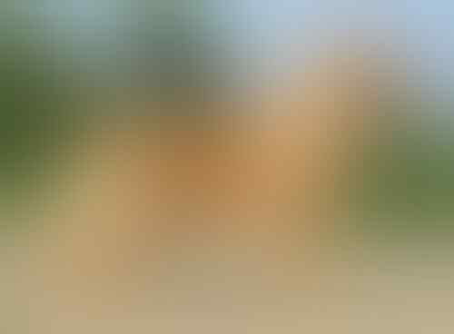 Terjual Jual Anjing Golden Retriever Dari Anakan Sampai Dewasa