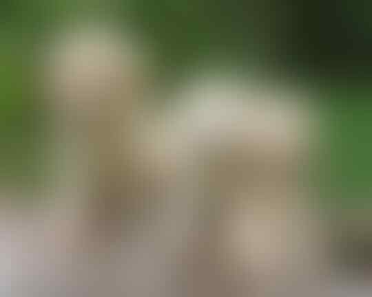 Terjual Jual Anjing Golden Retriever Dari Anakan Sampai Dewasa