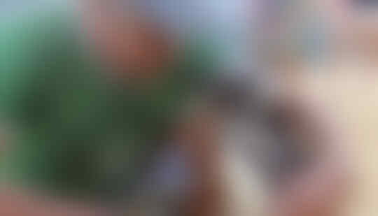 Ini pinguin tiap tahun berkunjung ke nelayan yang selamatkan dirinya gan