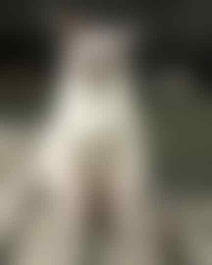 Kode-Kode Kucing Yang Sering Diabaikan