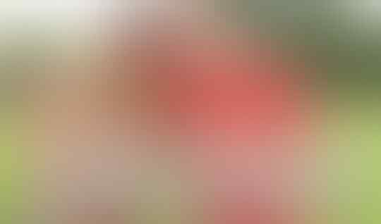 Kalo Agan Orang Indonesia Asli, Ikutan KasQuiz ini Gan!