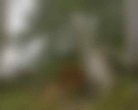 Perbedaan antara Sniper dan Penembak Jitu