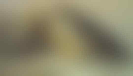 5 Fakta Tentang Persetubuhan Orang-Orang Purba yang Bikin Geleng Kepala