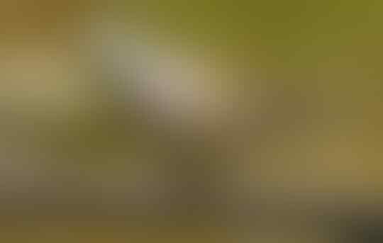 Mitos Burung Perkutut Dalam Tradisi Jawa Kuno
