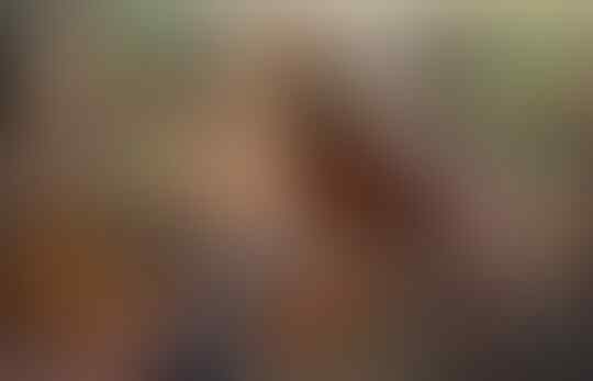Mitos Burung Perkutut Dalam Tradisi Jawa Kuno