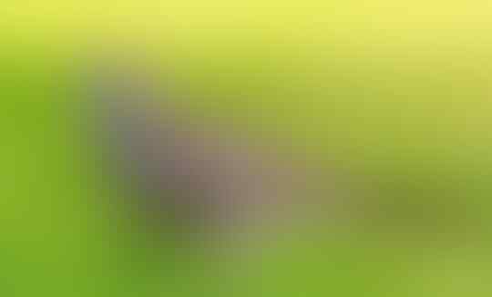 Mitos Burung Perkutut Dalam Tradisi Jawa Kuno