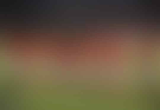 Kapan Dewasa, Suporter Sepak Bola Indonesia?