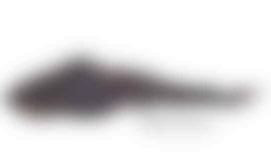 5 Monster Laut yang Ditemukan pada 2017