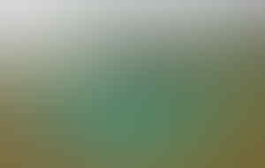 Kenalin, Inilah Cho, Kucing Imut Penjual Ikan!!