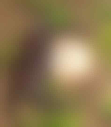 Hal Mengerikan yang Ada di Bumi, Siap-siap Merinding!