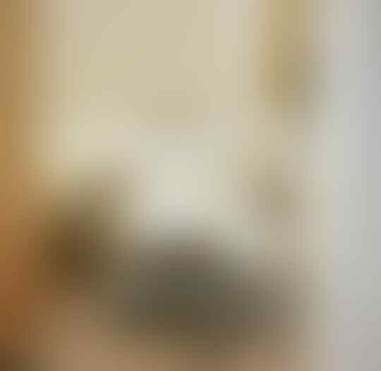 Saking Lucunya, 7 Selebgram Kucing Ini Bisa Bikin Hati Kita Meleleh